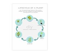 Plant Life Cycle Educational Poster Biology Chart Science Wall Decor for Classroom and Home (Framed,08x12inch(20x30cm))