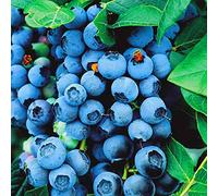 PLANT MYRTILLE BLUE CROP 9 CM