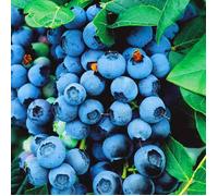 PLANT MYRTILLE BLUE CROP 9 CM