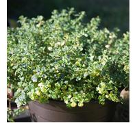 Plant Thym citron pot 1L