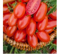 Plant Tomate andine cornue motte 7cm