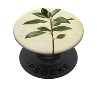 Plante à Caoutchouc Vintage Illustration Scientifique Plante PopSockets PopGrip Adhésif