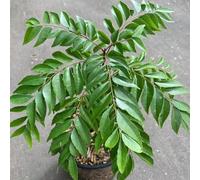 Plante à feuilles de curry 100 graines vertes