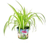 Plante alimentaire pour animaux de compagnie - Chlorophytum - Aliment vital pour lapins, hamsters et cobayes