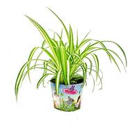 Plante alimentaire pour animaux de compagnie - Chlorophytum - Aliment vital pour lapins, hamsters et cobayes