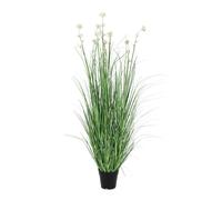 Plante Allium C-Pot H110