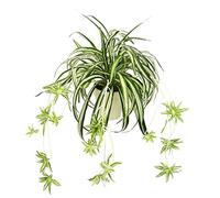 Plante araignée artificielle en pot - Chlorophytum - Plante verte - Plante en soie - Nénuphar - Plante d'araignée - Plante suspendue - Plante d'intérieur - Décoration de mariage - Vert/blanc - 36 x 46