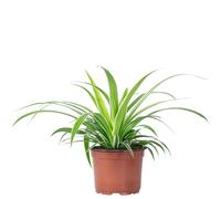 Plante araignée 'Ocean' - plante d'intérieur facile d'entretien, Chlorophytum Comosum - hauteur env. 20 cm, pot-Ø 12 cm Vert