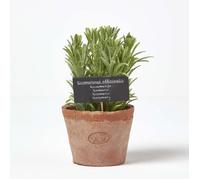 HOMESCAPES Plante Verte Artificielle en Pot Romarin, Herbe aromatique Artificielle