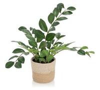 Plante artificielle / Arbre artificiel GLÜCKSFEDER Zamioculcas vert hjh OFFICE Vert G