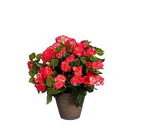 Plante artificielle bégonia en pot ciment - H37 x Ø36 cm - Rose foncé - Mica Decorations