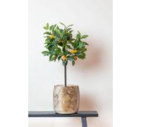 Plante artificielle - Citrus Sinensis - Oranger - 75 cm
