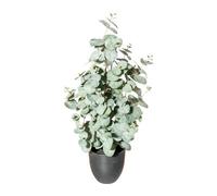 Plante artificielle d'eucalyptus d'environ 60 cm vert-gris dans un pot en plastique de 13,5 x 13 cm avec de la terre