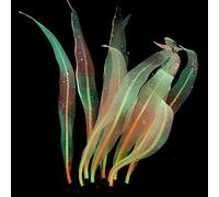 Plante artificielle en silicone souple pour aquarium avec flux d'eau - 17,8 cm de haut - Algues réalistes - Décoration en silicone - Varech - Décoration réaliste pour aquarium