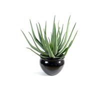 Plante artificielle haute gamme Spécial extérieur / Aloevera artificielle - Dim : 55 x 30 cm -PEGANE-