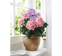 Plante artificielle "Hortensia" en pot doré, hauteur 55 cm, hortensia artificiel, plante décorative, plante en pot