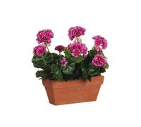 MICA Decorations Geranium Violet dans Un jardinière de Balcon Terra - L 29 x l 13 x H 40 cm