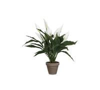 Plante artificielle Mica Decorations Spathiphyllum Blanc Polyester H50xl40xL40cm