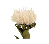 Plante artificielle Present Time Protea Flower Large Blanc 12,01x73,1 cm