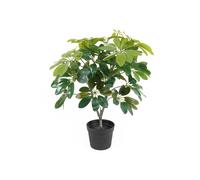 Plante artificielle Present Time Shefflera Vert 40x48 cm