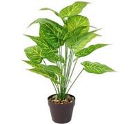 Plante Arum d'Italie Artificielle 55cm - Altobuy G