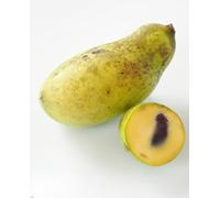 Plante ASIMINA TRILOBA - Banano de Montagne 'SUNFLOWERS' en pot - h. 20/30 cm