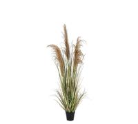 Plante Austorderia Pampas C-Pot H145