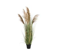 Plante Austorderia Pampas C-Pot H170