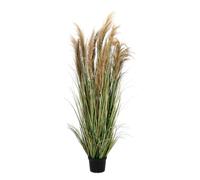 Plante Austorderia Pampas C-Pot H180