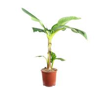 Plante bananier Musa 'Dwarf Cavendish' Hauteur 95 cm Diamètre du pot 21 cm