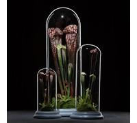 Plante Carnivore Artificielle sous Cloche en Verre 38 cm - 3 Modèles Assortis - Objet Déco Original et Naturel pour Intérieur, Salon, Bureau ou Chambre - Décoration Végétale sans Entretien