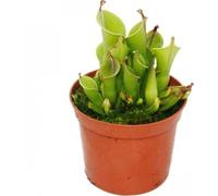 Plante carnivore - cruche de marais - Heliamphora - pot de 9cm - rareté