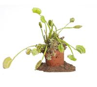 Plante Carnivore Dionaea Muscipula - Venus Flytrap Racine nue - Attrape-Mouche Naturelle | Idéal Décoration Intérieure & Éducation Botanique