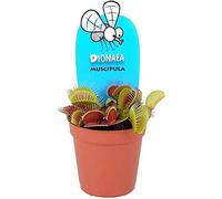 Plante carnivore Dionaea muscle