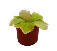 Plante carnivore - Fétuque maya - Pinguicula spec. "Guatemala" - pot 9cm