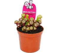 Plante carnivore - Lys de cobra - Darlingtonia californica - Pot de 9cm - Rareté