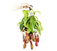 Plante carnivore - Nepenthes alata Pot de 14 cm pour feux de circulation