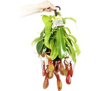 Plante carnivore - Nepenthes alata Pot de 14 cm pour feux de circulation