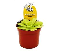Plante carnivore - Pinguicula agnata - Pot 9cm