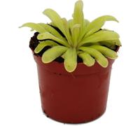 Plante carnivore - Pinguicula "Anna" - Pot 9cm