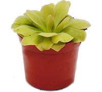 Plante carnivore - Pinguicula "Weser" - pot 9cm