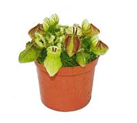 Plante carnivore - pot nain - Cephalotus follicularis - pot de 9cm - rareté