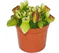 Plante carnivore - pot nain - Cephalotus follicularis - pot de 9cm - rareté