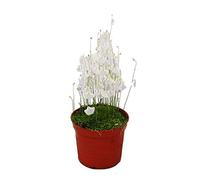 Plante carnivore - Tuyau d'eau - Utricularia - Pot de 9cm - Rareté