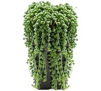 Plante collier de perles Séneçon de Rowley Senecio Rowleyanus Bureau Maison (hauteur 20-30 cm en pot)