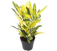 Plante Croton Codiaeum Sunny Star pour la Maison ou le Bureau (30-40cm avec pot)