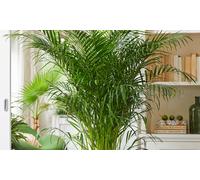 Plante d intérieur Dorée Dypsis Lutescens