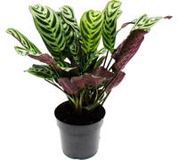 Plante d’ombrage audible avec de grands motifs de feuilles - Ctenanthe burle-marxii - Marante - Korbmarante - pot de 14cm - env. 40cm de haut