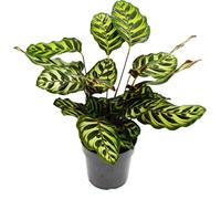 Plante d’ombrage avec motif de feuilles spécial - Calathea makoyana - panier marante - pot de 14cm - env. 35-40cm de haut