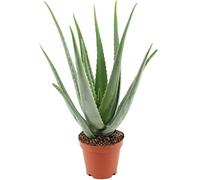 Plante d'aloe vera (45-55 cm) dans un pot de 19 cm (1 pièce)